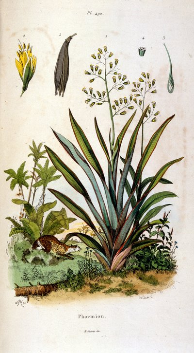 Botanical and Zoological Illustration from Dictionnaire pittoresque d