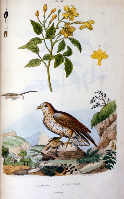 Botanical and Zoological Illustration from Dictionnaire pittoresque d