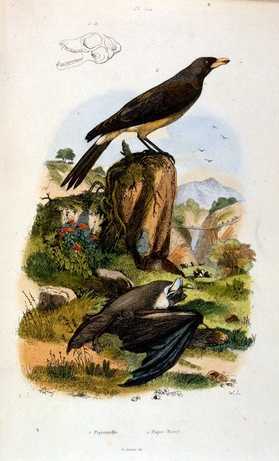 Botanical and Zoological Illustration from Dictionnaire pittoresque d