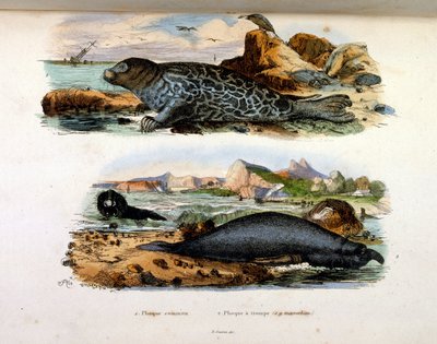 Botanical and Zoological Illustration from Dictionnaire pittoresque d