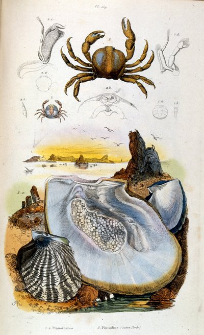 Botanical and Zoological Illustration from Dictionnaire pittoresque d