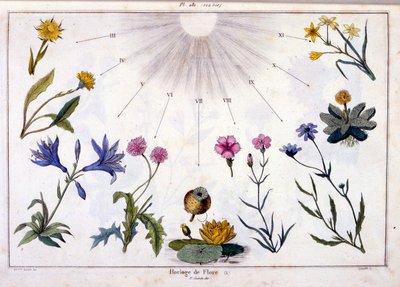 Botanical Illustration from Dictionnaire pittoresque d