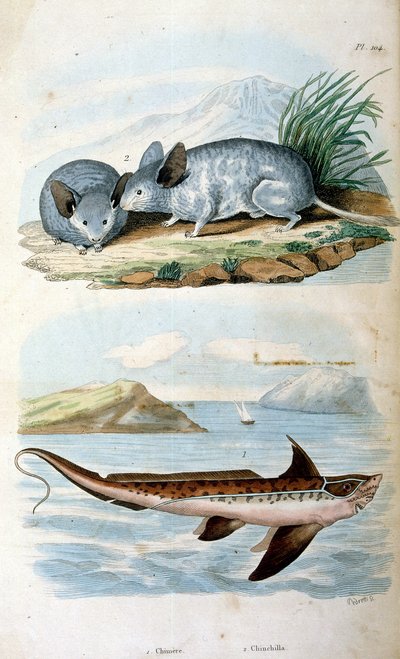 Chimaeras: The Order Chimaeriformes, Known Informally as Ghost Sharks, Rat Fish. Botanical and Zoological Illustration by F. E. Guerin. From Dictionnaire Pittoresque d