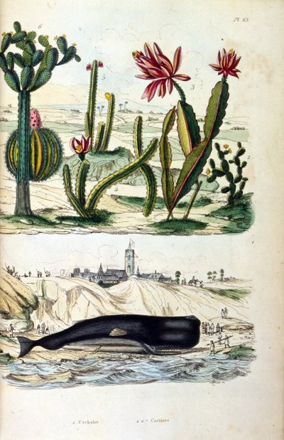 Illustration of Cacti and a Beached Whale, from 