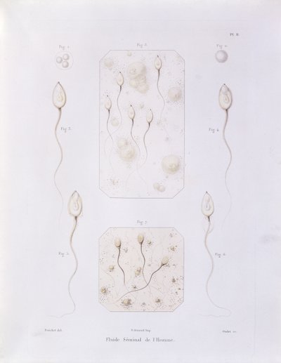 Seminal fluid, from Theorie Positive de l