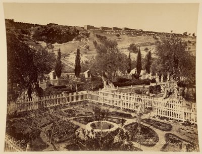 Garden of Gethsemane by Félix Bonfils