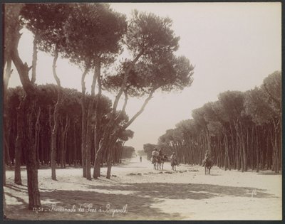 Pine Walk in Beirut by Félix Bonfils