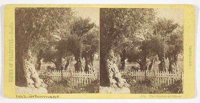 The Garden of Olives, Jerusalem, No. 576 from the series "Views of Palestine" by Félix Bonfils