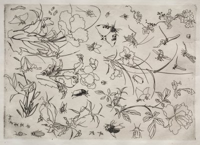 Dinner Service (Rousseau service): Flowers and Insects (no. 15) by Felix Bracquemond