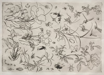 Dinner Service Rousseau Service: Flowers and Insects No. 15 by Felix Bracquemond