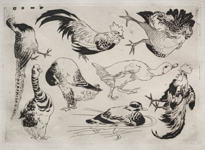Dinner Service Rousseau Service: Roosters, Ducks, etc. No. 13 by Felix Bracquemond