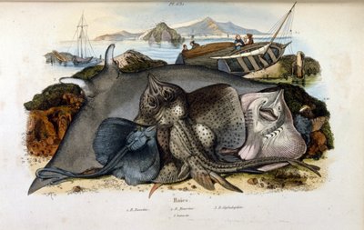 Illustration of Manta Ray fish by Felix Edouard Guerin