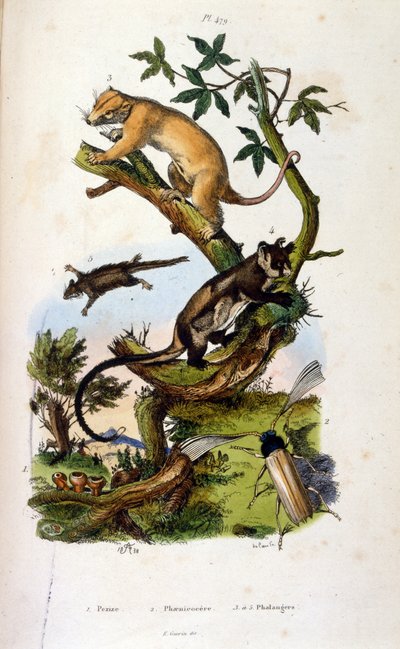 Illustration of mammals and insects by Felix Edouard Guerin
