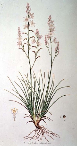 Asphodelus Fistulosus, from 