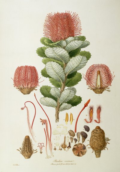 Banksia coccinea, from 