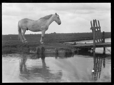Lonely Horse by Ferdinand Schmutzer