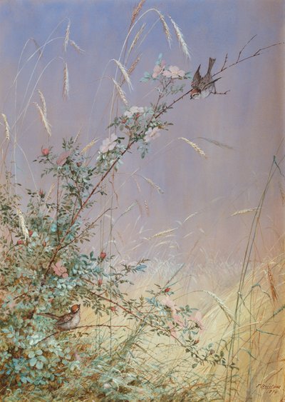 Wild Roses Among Rye, 1874 by Fidelia Bridges