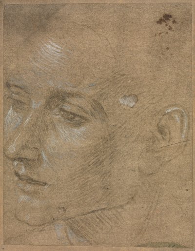 Head of a Young Man, second half 1400s by Filippino Lippi