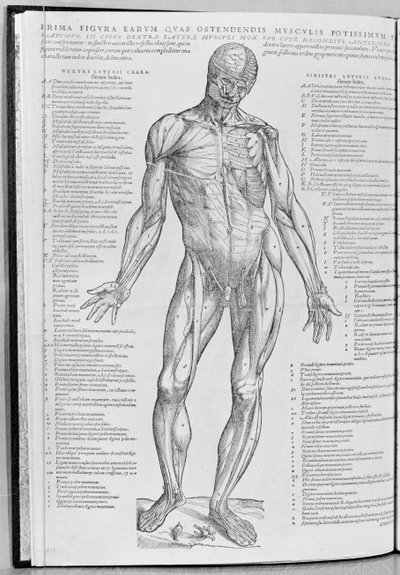 Anatomical study, illustration from De Humani Corporis Fabrica Librorum Epitome by Andreas Vesalius published in Basel, 1543 by Flemish School