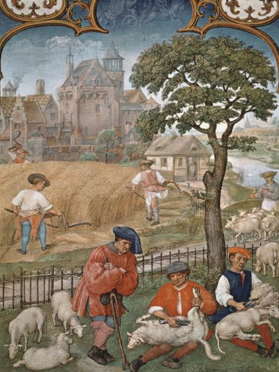 The Month of July: Harvest and Sheep Shearing, from the Breviarium Grimani, c.1515 by Flemish School