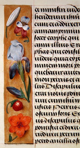 Detail of a floral border from a Book of Hours, c.1500 by Flemish School