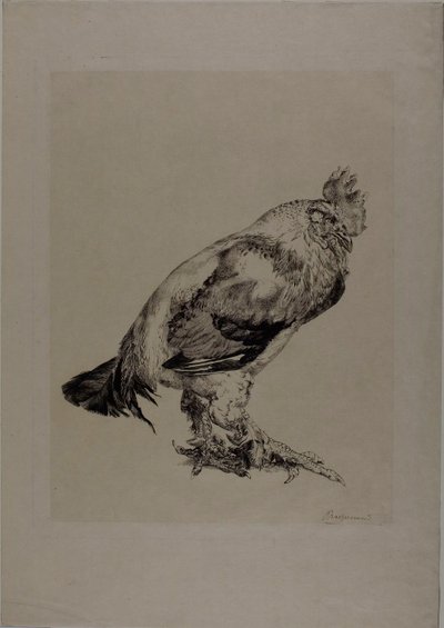 The Old Cock by Félix Henri Bracquemond