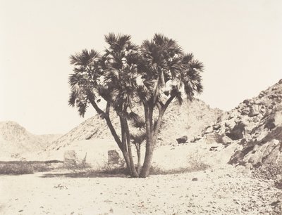 Environs of Fileh, Doum Palm on the Eastern Bank of the Nile by Félix Teynard