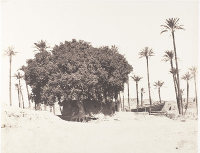 Esneh, Dattiers, Sycomore et Café Sur le Bord du Nil, 1851-52, printed 1853-54 by Félix Teynard