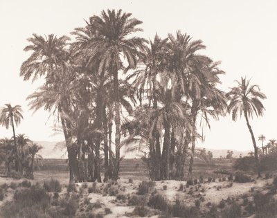 Karnak, Group of Date Palms Seen from Point A, 1851-52, printed 1853-54 by Félix Teynard