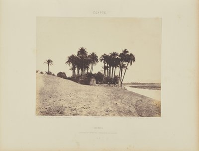 Luxor. Date Palms and Garden of the Luxor Expedition by Félix Teynard
