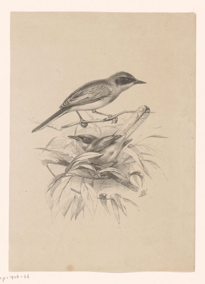 Two Small Birds on a Branch by Floris Verster