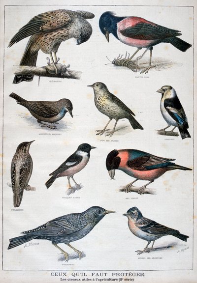 Birds that are Protected, and Helpful in Agriculture by Fortuné Méaulle