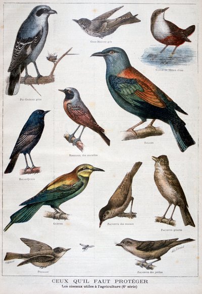 Birds that are protected, and helpful in agriculture, 1897 by Fortuné Méaulle
