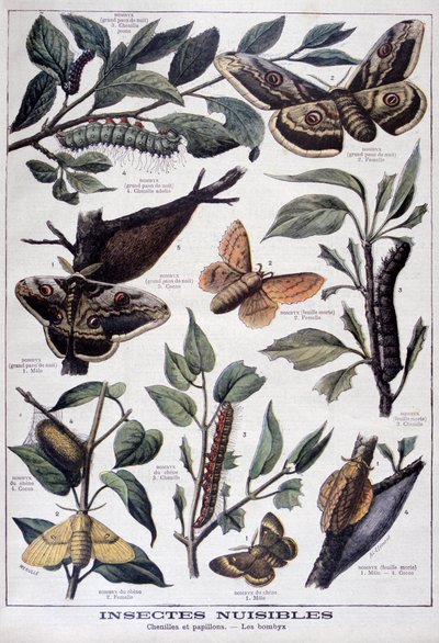 Harmful insects: caterpillars, butterflies and moths by Fortuné Méaulle
