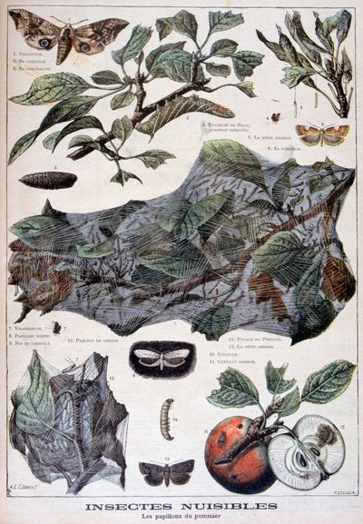 Harmful insects: moths that damage apple trees, 1897 by Fortuné Méaulle