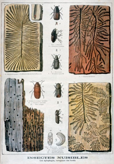 Xylophagous Insects that are Destructive to Forests by Fortuné Méaulle