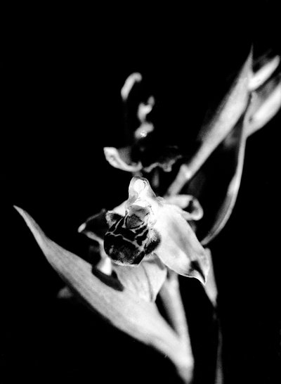 Wild orchid by Fosco Maraini