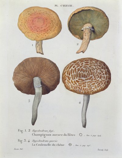 Hypodendrums Fagi and Queris, Plate 138 from 