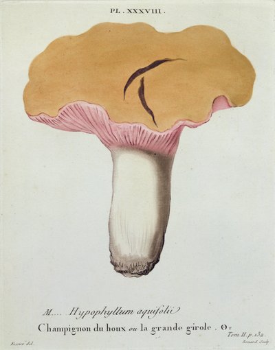 Hyprophyllum aquifolii, plate 38 from 