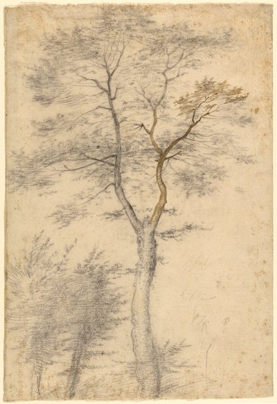 Three Studies of Trees by Fra Bartolommeo (Baccio della Porta)