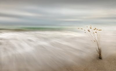 Serene Coastal Sway by Fran Osuna