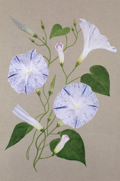 Convolvulus Cneorum by Frances Buckland