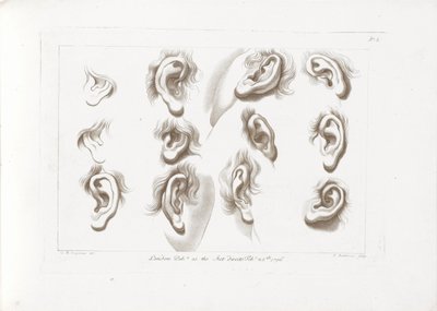 Twelve Ears (Cipriani