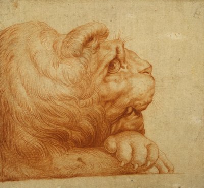 A Lion
