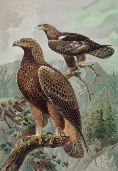 Engraving - Golden Eagle - Adult Male (1) and Female (2) Aquila Chrysaetos by Francia