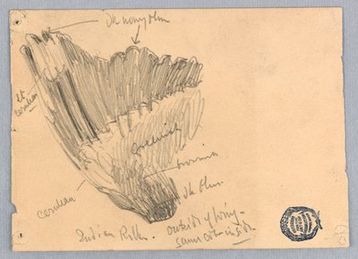 Sketch of a Wing by Francis Augustus Lathrop