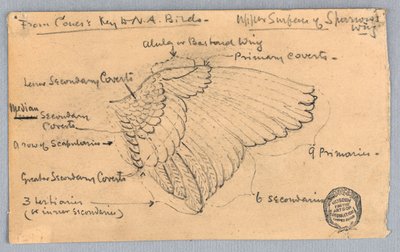 Study of a Sparrow