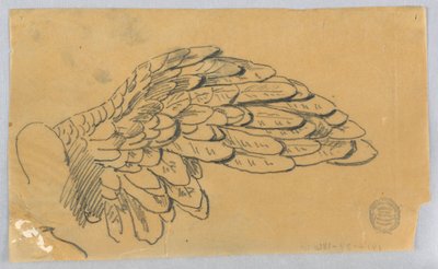 Study of a Wing by Francis Augustus Lathrop