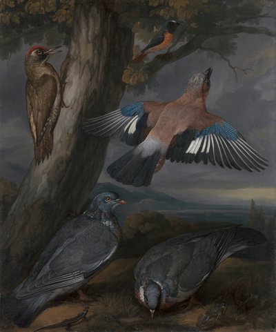 Jay, Green Woodpecker, Pigeons, and Redstart by Francis Barlow