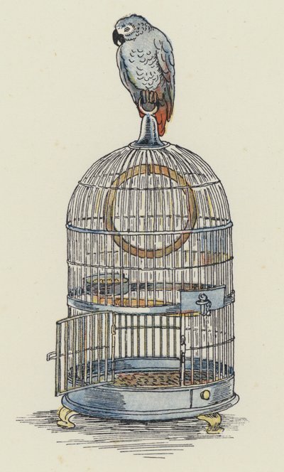 Parrot Sitting on Top of Its Cage by Francis Donkin Bedford